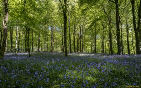 forest - flowers, trees, forest, summer