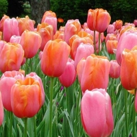 tulips