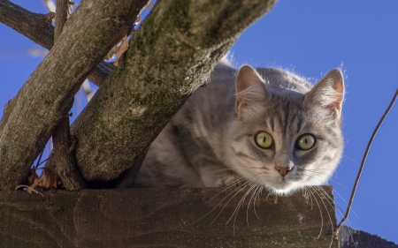 cat - tree, sky, cat, gray