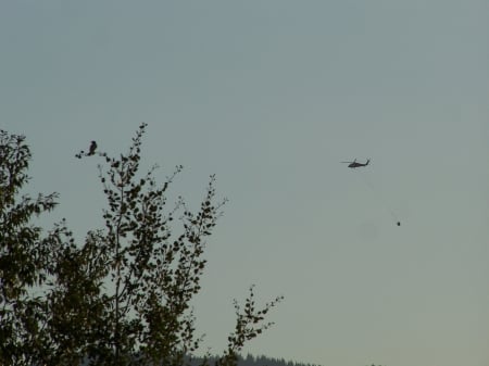 Bird in Tree, Helicopter in Smoke Filled Sky, Tie Canyon Fire - Helicopter, Mountains, Firefighting, Sky