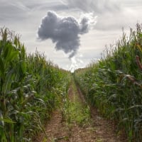 path in the corn field