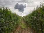 path in the corn field