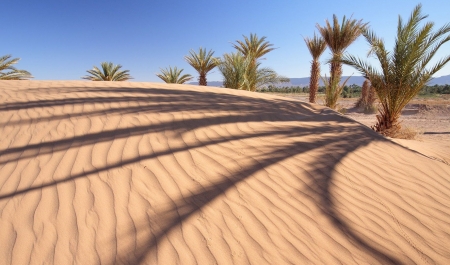 desert - desert, palm, sand, trees