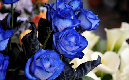 * Blue* - roses, bouquet, blue, beautiful