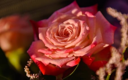 Rose - soft, red pastel, rose, paradise, love