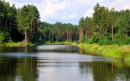 summer by the lake - lake, trees, forest, summer