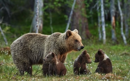 bears - fun, bears, forest, cool, animals