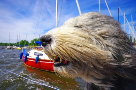 Dog in the wind - summer, blue, ship, boat, sea, dog, wind, white, funny, red, bearded collie, cute, caine, puppy