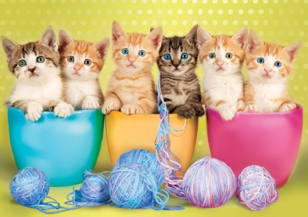 Kittens - animal, pink, cute, sweet, cat, yellow, blue, pisica, wool ball, bowl, kitten