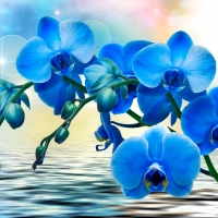 Blue orchids