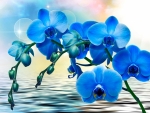 Blue orchids