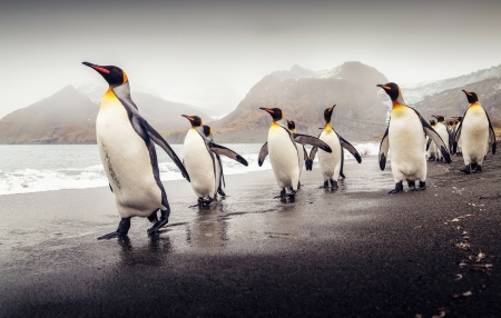 The Journey of the Penguins - sea, mountains, walking, funny