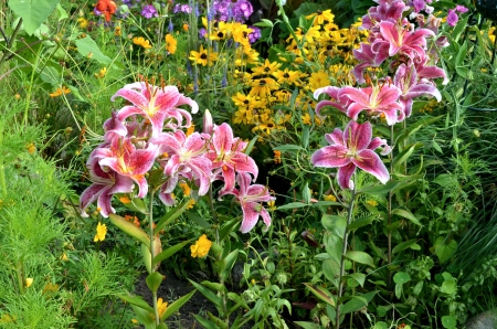 Summer Flowers - lilies, blossoms, petals, coneflowers, leaves, colors, plants