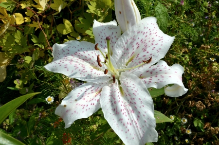 White Lily - garden, petals, plant, blossom, leaves