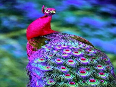 peacock bright - bird, colors, peacock, bright