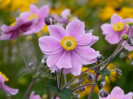 Anemone - flowers, summer, green, pink, anemone