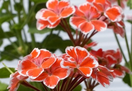 Geranium