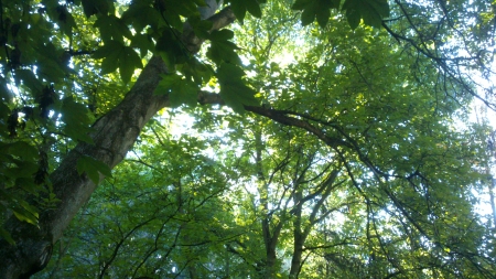 Sunny Tree Canopy - Photograph, Sunshine, Leaf, Light, Sunray, Nature, Forrest, Photography, Sunlight, Outside, Park, Summer, Green, Photo, Daytime, Morning, Trees, Leaves, Tree, Canopy, Sunny, Summertime, Daylight, Leafs, Lights, Wood, Day, Sun, Snapshot