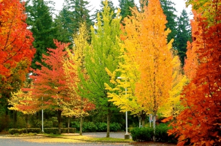 spectacular colors - colors, trees, beautiful, autumn