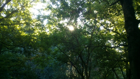 Sunshine through a tree canopy - Photograph, Sunshine, Leaf, Light, Sunray, Nature, Forrest, Photography, Sunlight, Outside, Park, Green, Photo, Daytime, Morning, Trees, Leaves, Tree, Canopy, Sunny, Daylight, Leafs, Lights, Wood, Day, Sun, Snapshot