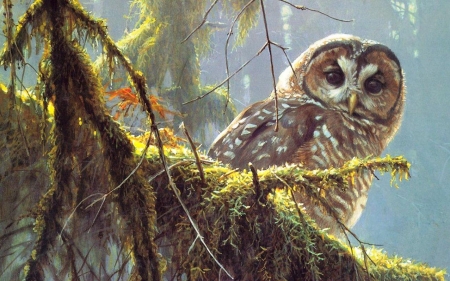 owl - owls, birds, beautiful, wallpaper