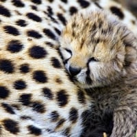 cheetah baby