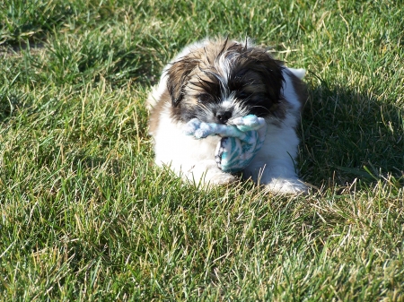 Zeus with Squeaky Toy - friends, shih tzu, pets, puppies