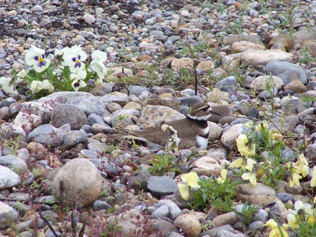 Female Killdeer Nesting - Mountains, Nesting Birds, Rocks, Birds