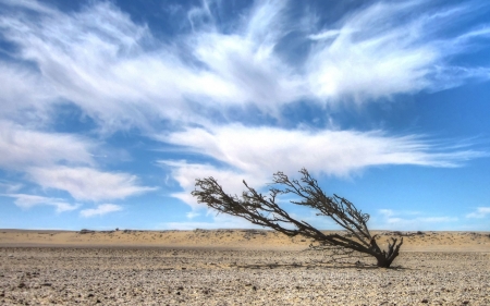 Tree Sky - hdr, desert, tree, sky