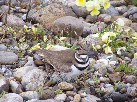 Female Killdeer Nesting - habitat, wildlife, mountains, nesting birds