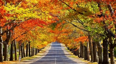 Autumn trees - forest, pathway, trees, nature