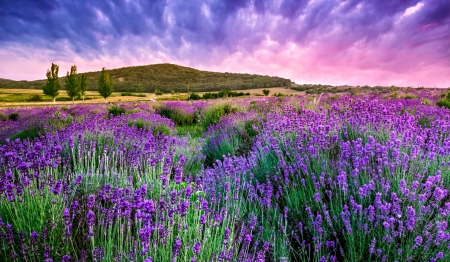 Lavender Field - nature, sky, field, lavender