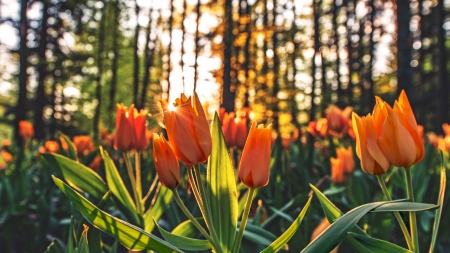 Cool tulips flowers - tulips, leaves, orange, field, flowers