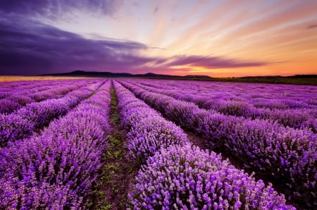 Lavender sunrise - sky, colorful, field, bulgaria, amazing, purple, beautiful, sunrise, lavender