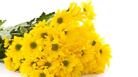 Lovely Yellow flowers - flowers, yellow, relaxing, plants, stems, leaves