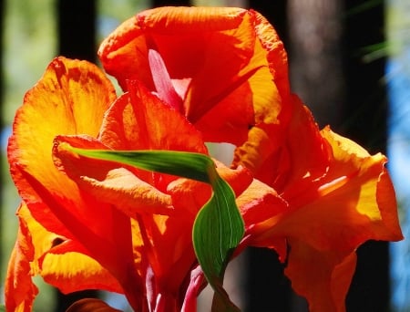 Beautiful red - leaves, art, flowers, red