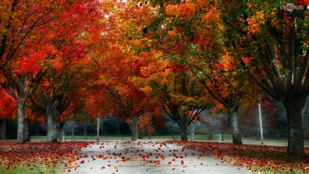 Colors of Autumn - trees, orange, nature, pathway