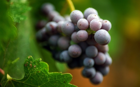 Grape tree - grapes, black, trees, fruits