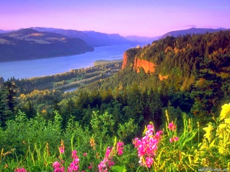 Flowers in the river bed - lake, flowers, mountain, blue