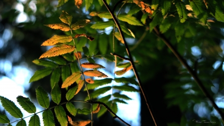 Autumn - rowan, evening, forest, autumn