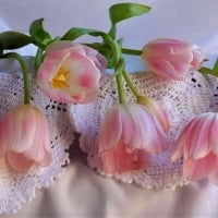 Tulips and lace