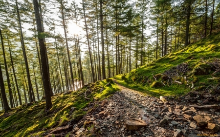 forest - moss, trees, forest, sun