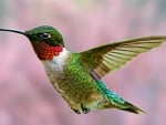 Ruby-Throated Hummingbird