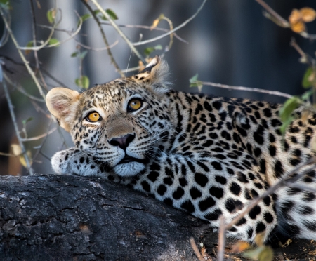 Leopard - fauna, animal, Leopard, wild