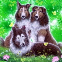 Cute Sheltie Dogs