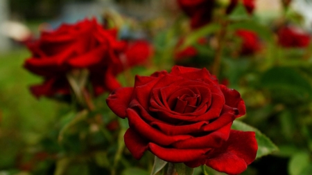 Red roses - field, flowers, roses, red