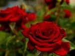 Red roses