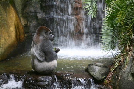 My own private spa - facing away, vegitation, grey coat, waterfall, sitting on rock, rocks