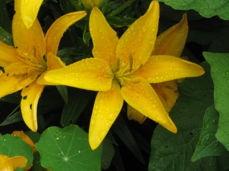 Yellow Daylilies - summer, gardens, flowers, yellow