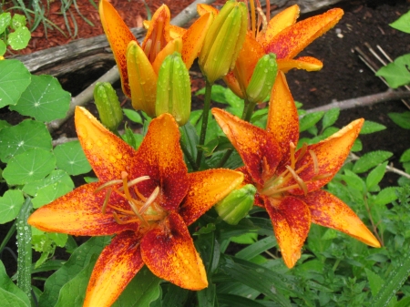 Orange Lilies - orange lilies, orange, summer, gardens, asian lilies